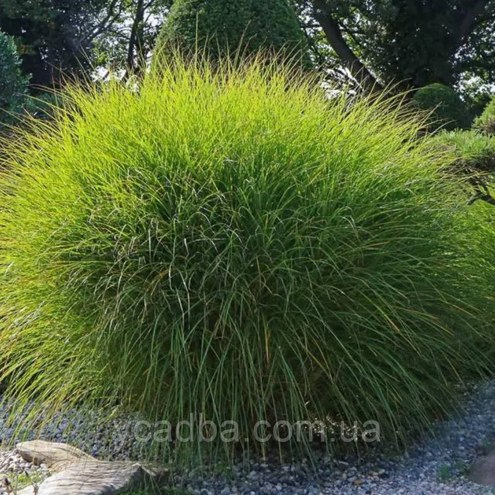 Міскантус китайський Грациллімус (горщик 0,5л), фото 1