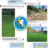 Низькоросла газонна трава Спорт міні від Авторський газон ліліпут Жара Холод Навантаження, фото 4