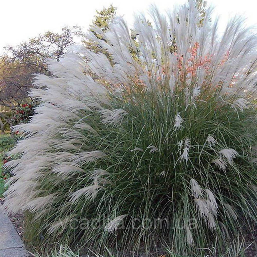 Міскантус китайський Які Джима (горщик 0,5л), фото 1