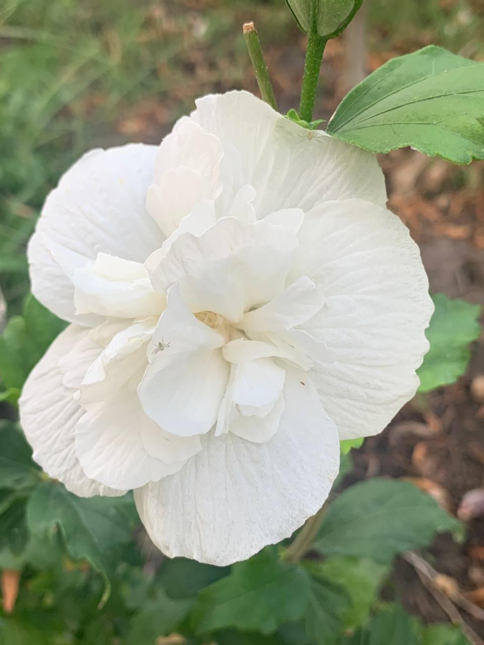 Гібіскус деревовидний  щеплене трирічне дерево Jeanne D’Аrc 1 шт., фото 1