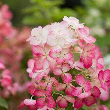 Гортензія волотиста Diamant Rouge 4 річна, Гортензія волотиста Даймонд Руж, Hydrangea paniculata Renhy