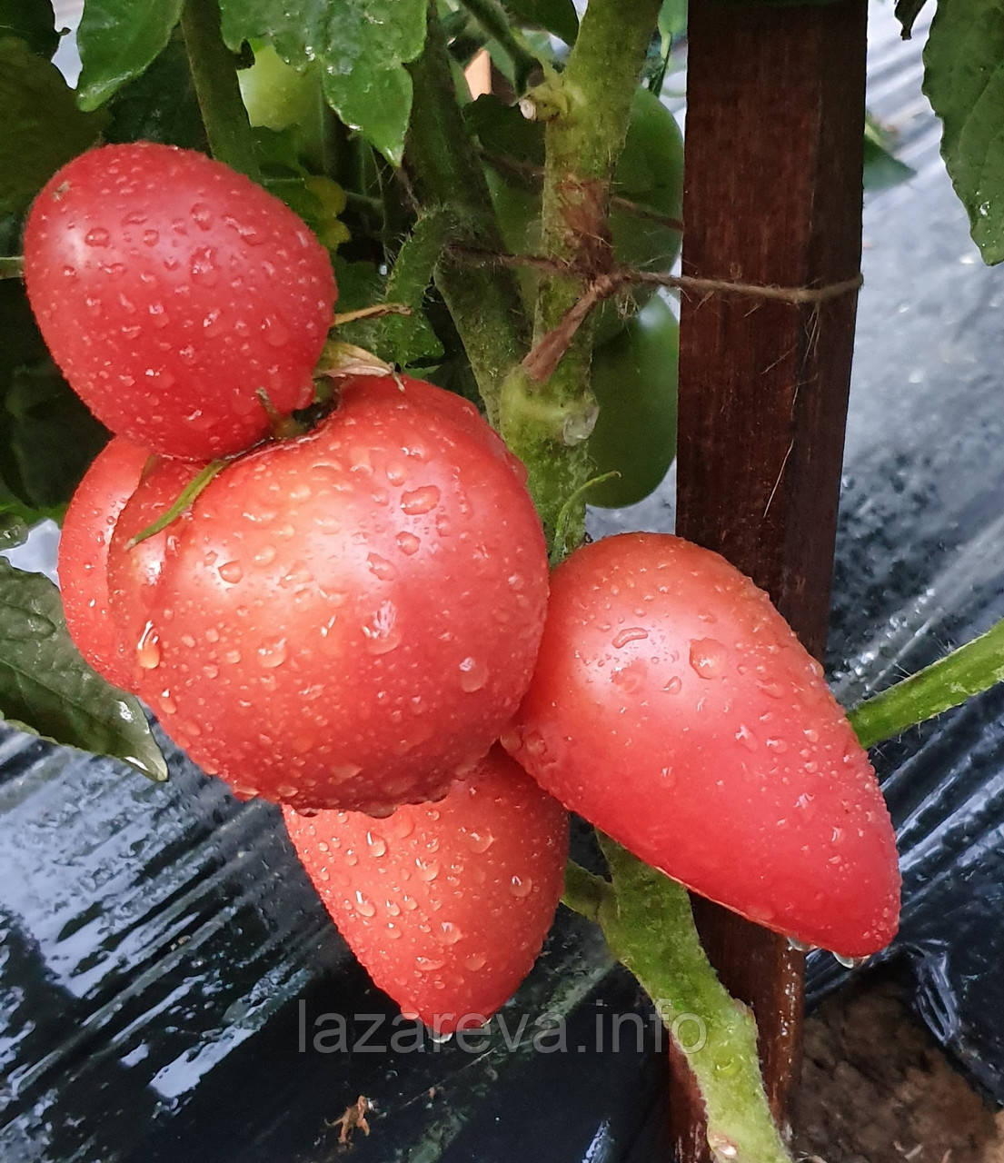 Насіння томату Гном Балет Мелані (Dwarf Melanie's Ballet) 10 шт, фото 1