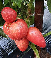 Насіння томату Гном Балет Мелані (Dwarf Melanie's Ballet) 10 шт