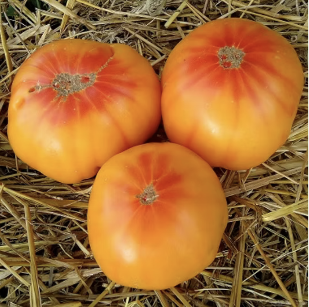 Насіння томату Абрикосовий конфітюр 15 насінин, фото 1