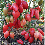 Насіння томату Гном Десперадо (Dwarf Desperado) 10 шт, фото 2