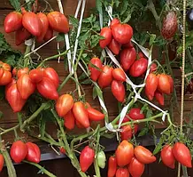 Насіння томату Гном Десперадо (Dwarf Desperado) 10 шт