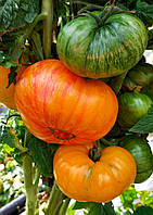 Насіння томату Гном Дельта Дайвер (Dwarf Delta Diver) 10 шт