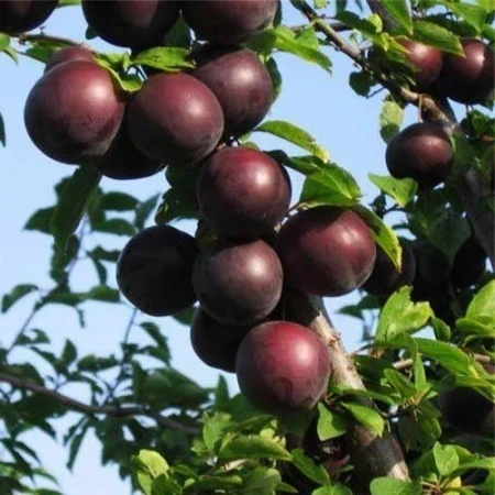 Алича Свобода, фото 1