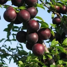 Алича Свобода