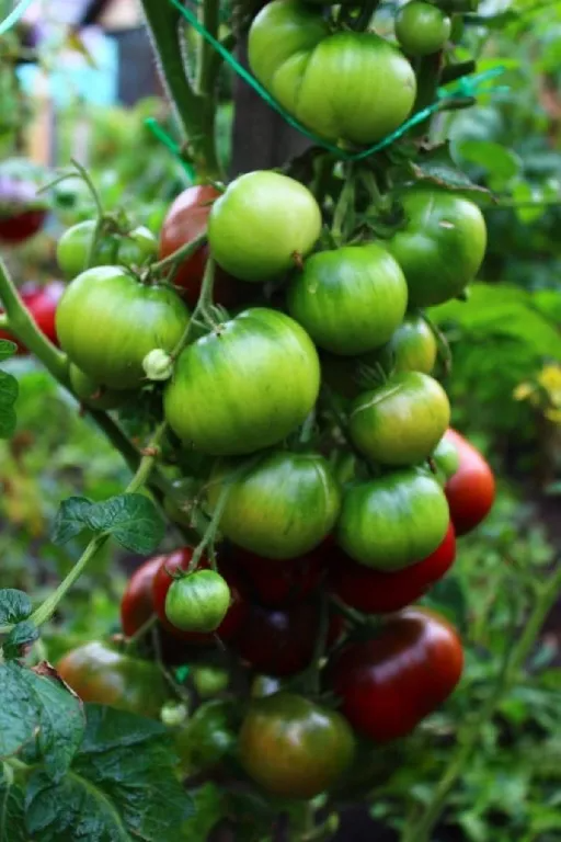 Насіння томату Гном Ласощі Ізабель (Dwarf Dainty Isabel) 10 шт, фото 1