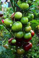 Насіння томату Гном Ласощі Ізабель (Dwarf Dainty Isabel) 10 шт