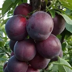 Алича Генеральська