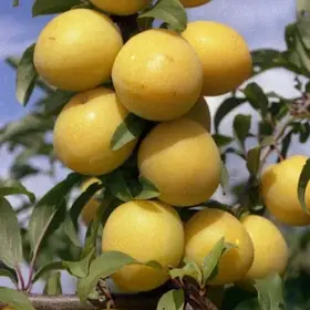 Алича Ерлі Голд