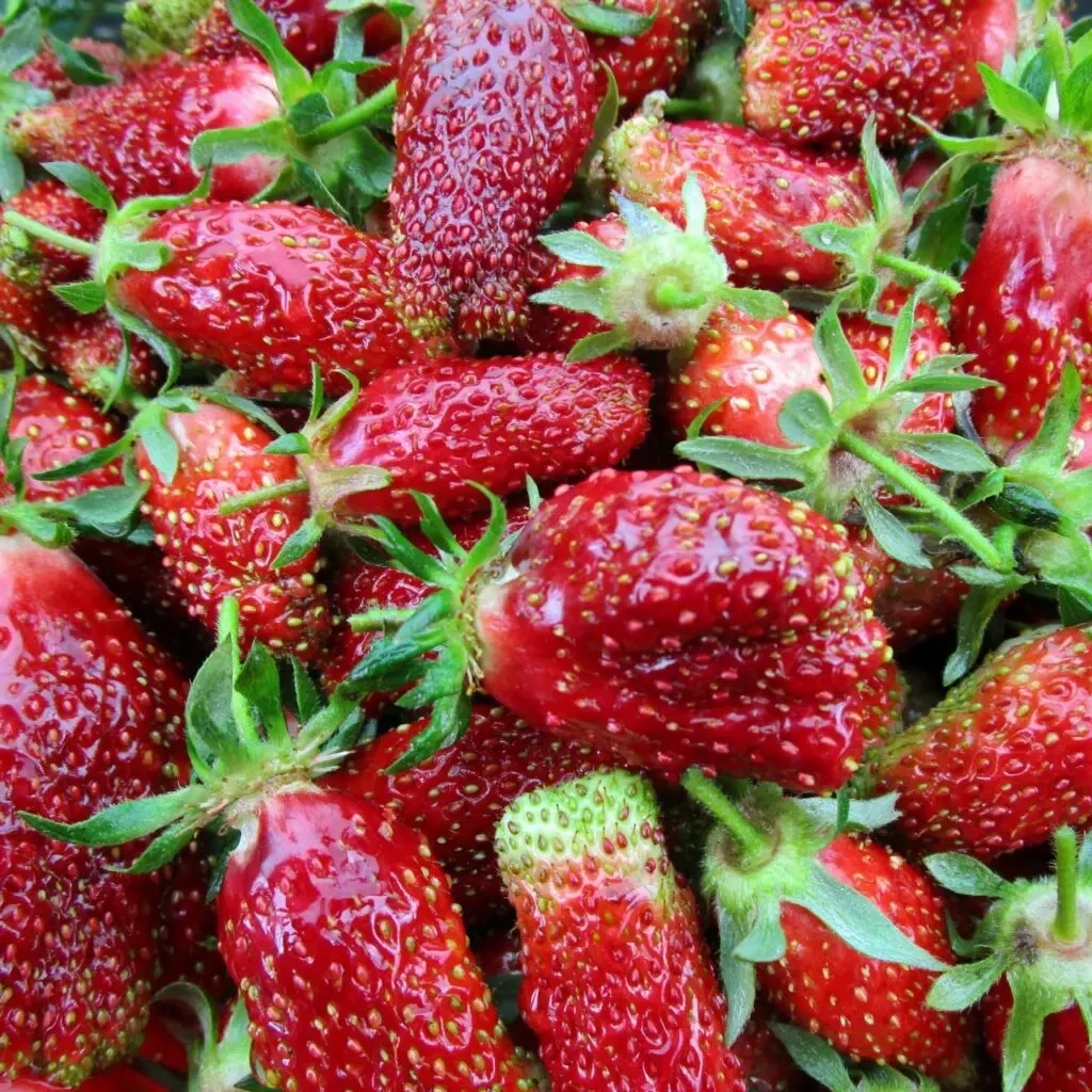 Полуниця Купчиха (упаковка 10 шт), фото 1