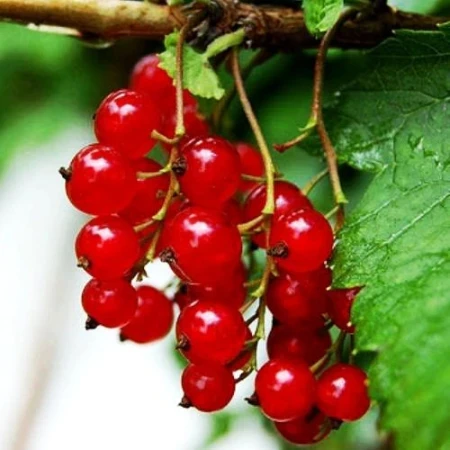 Порічка червона Орловська Зірка, фото 1