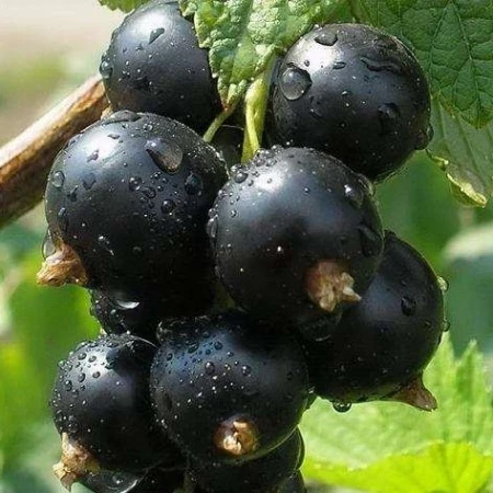 Смородина чорна Загадка, фото 1