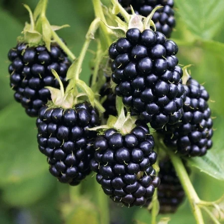 Ожина середня Вікторія, фото 1