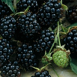 Ожина пізня Честер, фото 1