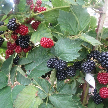 Ожина рання Лох Тей, фото 1