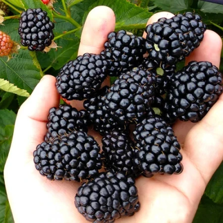 Ожина ремонтантна Блек Джем, фото 1