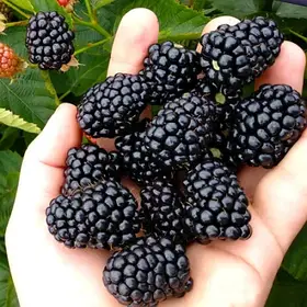 Ожина ремонтантна Блек Джем