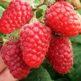 Малина Карнавал