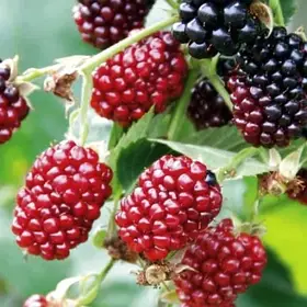 Ежемалина Бойсенберрі