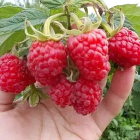 Малина Маросейка