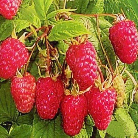 Малина Краса, фото 1