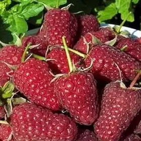 Малина Шапка Мономаха