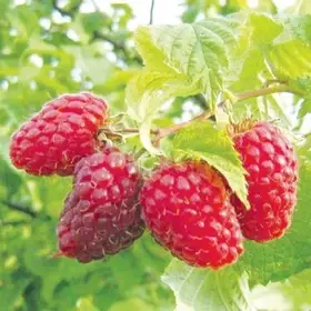 Малина Бабине літо