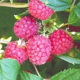 Малина Мейкер