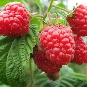 Малина Фенікс