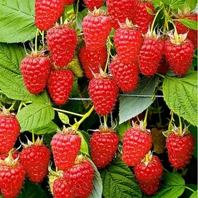 Малина Міраж