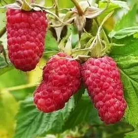 Малина Гордість