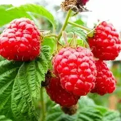 Малина Награда