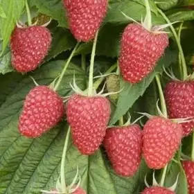 Малина Пшехиба