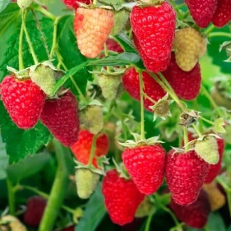 Малина Регіна, фото 1