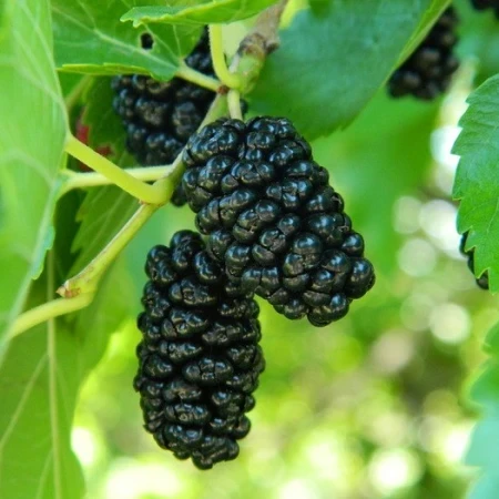 Шовковиця чорна Баронеса, фото 1