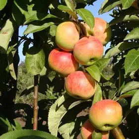 Яблуня колоновидна Кримська яблуня