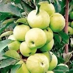 Яблуня колоновидна Болеро