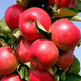 Яблуня колоновидна «Черемош»