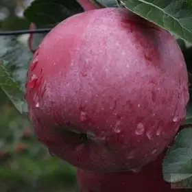 Яблуня колоновидна «Титанія»