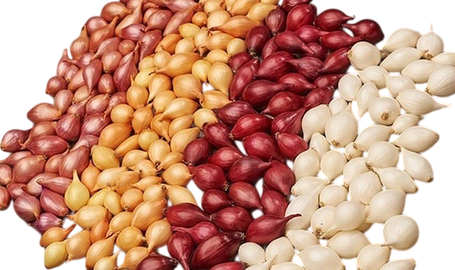 Цибуля сіянка (тиканка) ОЗИМА