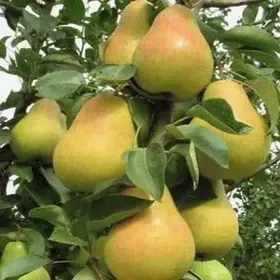 Груша колоноподібна «F4»