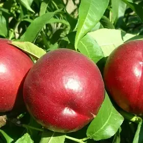 Нектарин колоноподібний "Флейвортоп"