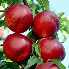 Нектарин колоноподібний "Фентезі 27-01"