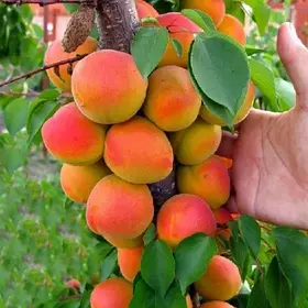 Абрикос колоноподібний Кампанило