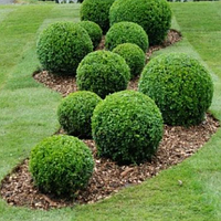 Туя куляста Даніка саджанці в контейнерах Thuja occidentalis Danica