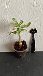 Аденіум варієгатний Raffaello (щеплення на пагоні/гілочці), фото 4